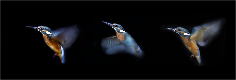 267 - kingfisher - JENSEN Roland - denmark.jpg